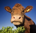 Report challenges assumptions about livestock impact