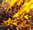‘Stop before someone is injured or killed’ – Muir on wildfires
