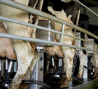 Collecting a sterile milk sample to identify the mastitis bacteria