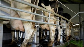 Collecting a sterile milk sample to identify the mastitis bacteria
