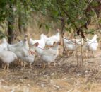 RSPCA urges govt act on mandatory labelling for animal products