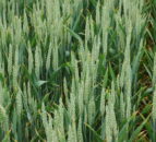 AHDB publishes latest crop development report