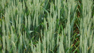 AHDB publishes latest crop development report