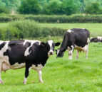 Taking hold of cell counts and identifying the problem cows