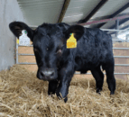 ‘XI’ livestock tags mandatory from today in NI