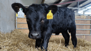 ‘XI’ livestock tags mandatory from today in NI