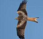 PSNI confirms red kite was fatally poisoned in NI