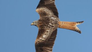 PSNI confirms red kite was fatally poisoned in NI