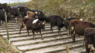 Locomotion scoring cows to keep milk production up this summer