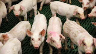 NAP proposals’ potential impact on NI pig sector focus of farmer meeting