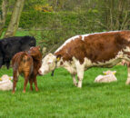 AgriSearch launches NI beef and sheep farmer survey