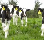Parasite control to keep replacement heifer calves on target