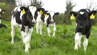 Parasite control to keep replacement heifer calves on target