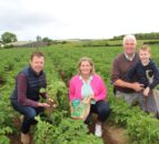 Tillage: Potato canopies now meeting between the drills