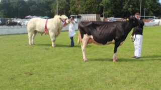 Majestic Charolais bull carries the day at Ballymoney Show 2025