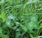 New varieties added to grass and clover lists for England and Wales