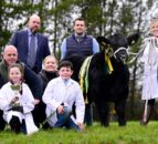 Drumhill Aberdeen Angus to host event marking 150th herd book