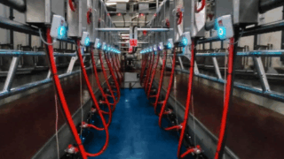 Being efficient and hygienic in the parlour during mid-season