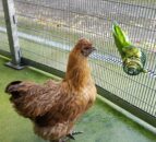 RSPCA Cymru urges poultry owners to follow bird flu guidelines