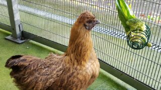 RSPCA Cymru urges poultry owners to follow bird flu guidelines