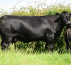 Sale report: Top prices from Island Farm Angus dispersal