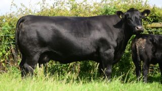 Sale report: Top prices from Island Farm Angus dispersal