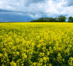 ‘Strongest set’ of oilseed rape pest management strategies released