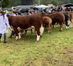 Three is a lucky number for some at Armagh Show 2025