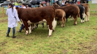Three is a lucky number for some at Armagh Show 2025