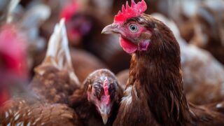Avian flu, enhanced welfare standards impact UK poultry feed production – AHDB