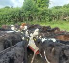 Watch out for signs of summer scour syndrome in grazing calves