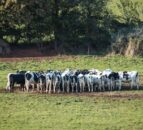 NI veterinary service needs to play ‘a strategic role’ on TB  – dairy farmer