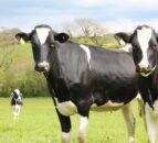 NI farmers advised to ensure no cattle in herd with BVD risk