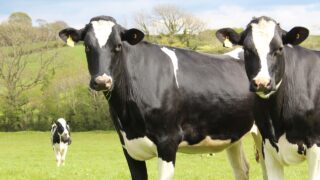 NI farmers advised to ensure no cattle in herd with BVD risk