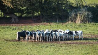 NI veterinary service needs to play ‘a strategic role’ on TB  – dairy farmer