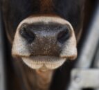 Changes to bluetongue control policy in Wales