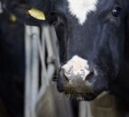 DAERA publishes control framework for Bluetongue