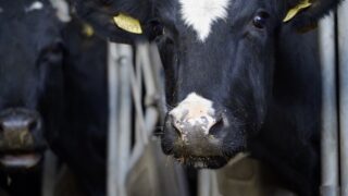 DAERA publishes control framework for Bluetongue