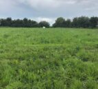 Topping and spraying: Mid-summer weed control is needed