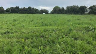 Topping and spraying: Mid-summer weed control is needed