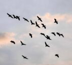 New case of bird flu confirmed in Hampshire flock
