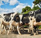 Dairy advice: Controlling Johne’s disease this summer