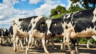 Dairy advice: Controlling Johne’s disease this summer