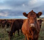 Initiative to improve livestock market transparency in Australia