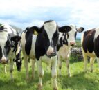 Watch: Potential for vaccines to reduce methane emissions?