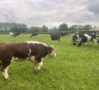 Considerations when wrapping up AI and letting stock bulls out