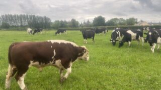 Considerations when wrapping up AI and letting stock bulls out