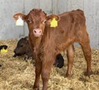 Deadline looming for NI farmers to use up old ID tags