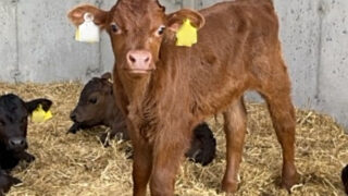 Deadline looming for NI farmers to use up old ID tags