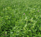 Red clover silage: Similar yields, quality with 2.3x less nitrogen